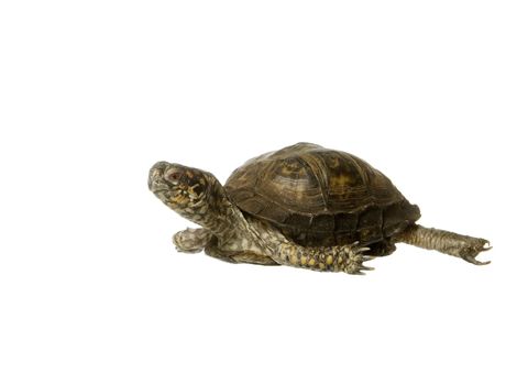 Turtle isolated on white background