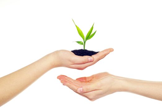 plant in hands isolated on white background