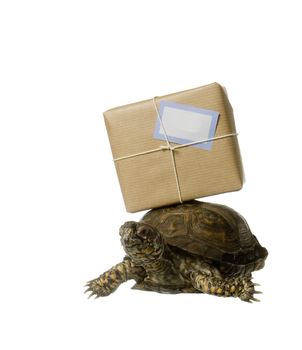 Turtle with a package isolated on white background