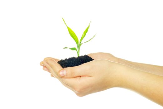 plant in female hands isolated on white background