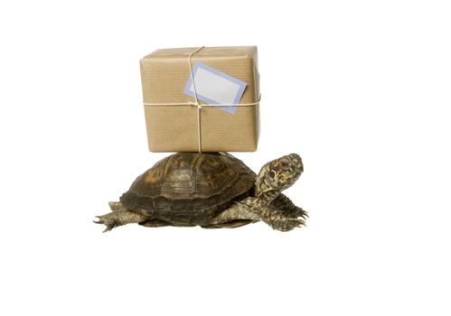 Turtle with a package isolated on white background