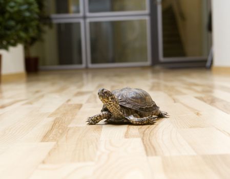 Turtle on the floor indoor