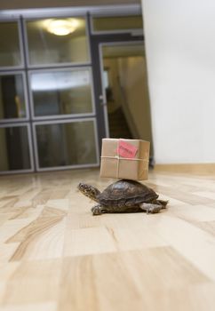 Turtle with a package indoor