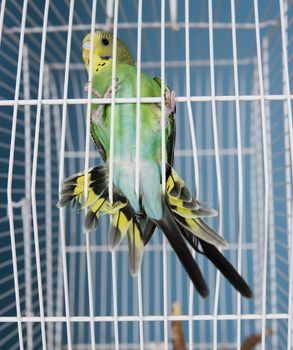 Flying Pet Bird in a cage