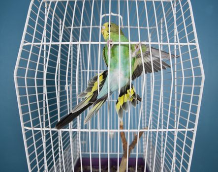 Flying Pet Bird in a cage