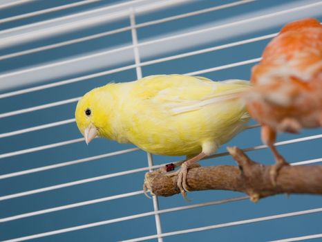 Two Pet Birds in a Cage