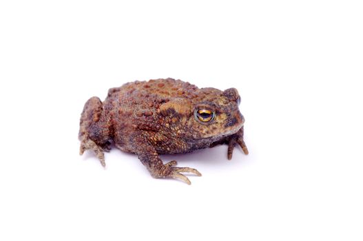 frog on a white background