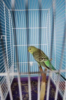 Single Pet Bird in a cage