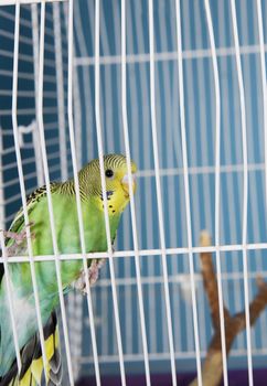 Single Pet Bird in a cage