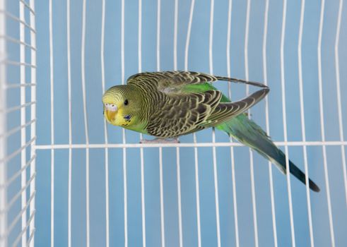 Single Pet Bird in a cage