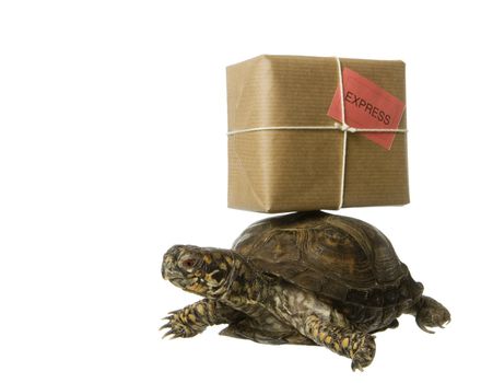 Turtle with a package isolated on white background