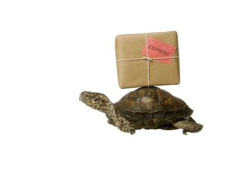 Turtle with a package isolated on white background