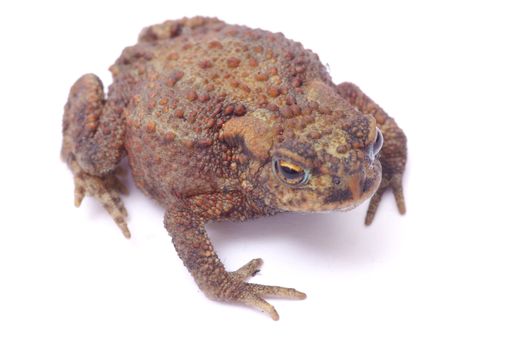 frog on a white background