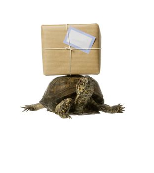 Turtle with a package isolated on white background