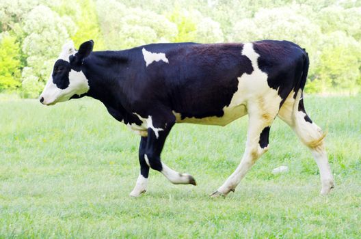 cows on a green meadow