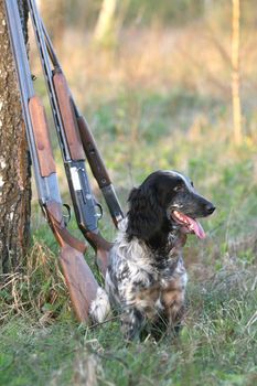 Dog with guns under a tree