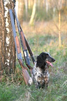 Dog with guns under a tree