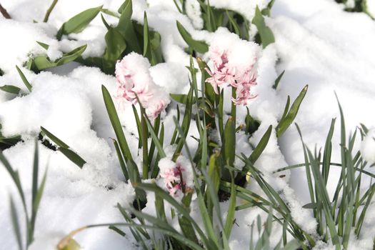 hyacinth (Hyacinthus) under the snow