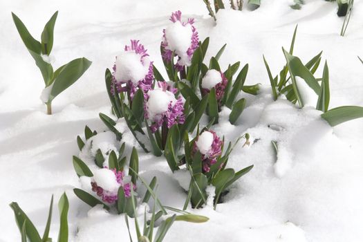 hyacinth (Hyacinthus) under the snow