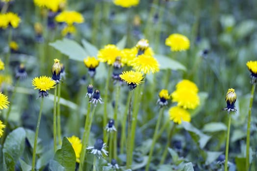 Beautiful yellow dandelions over green grass