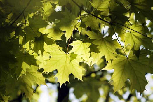 green leaves, shallow focus