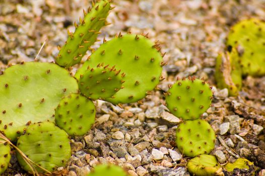bright green cactusgrowing  in a stone field