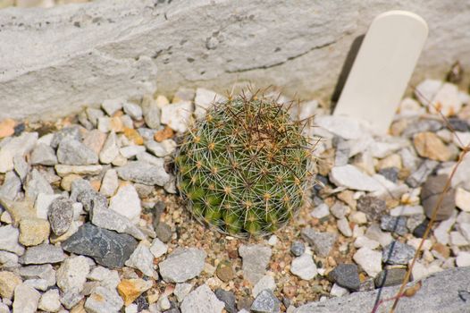 a small cactus shot in a desert garden