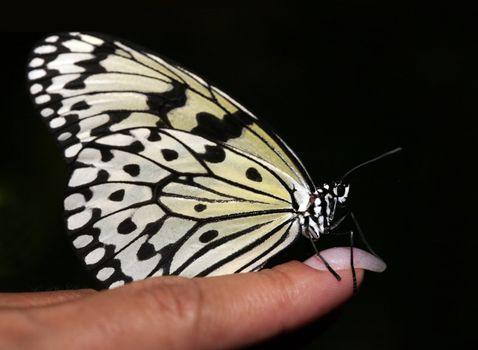The butterfly on a female finger isolated in black