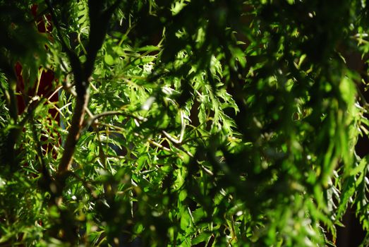 Green vegetative background without focus objects on black