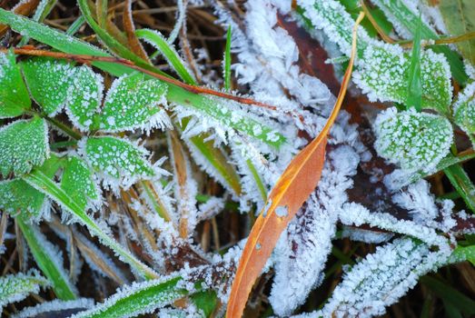 Hoarfrost on a grass and fallen down leaves, an autumn background
