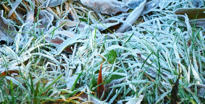 Hoarfrost on a grass and fallen down leaves, an autumn background