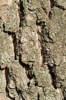 Texture. bark of an old tree. close-up
