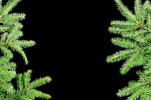 Border from branches.green fir branches with space for your text  on dark background 