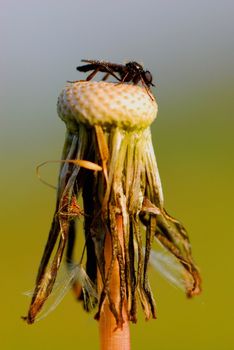 The small insect sits on a plant