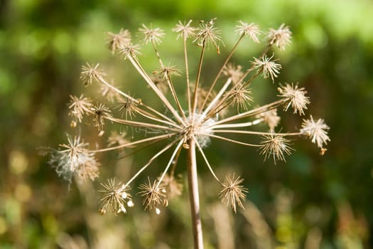 Soon autumn. The withered inflorescence close up.
