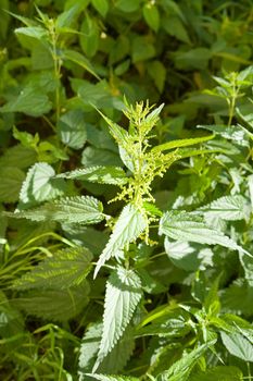 stinging nettle leaves close-up in a bright sunlight.