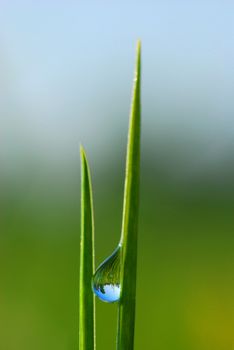 The dewdrop goes down on a grass