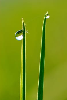 Morning, dew, spring. Two droplets (the man and the woman) have turned away from each other.