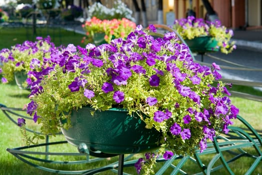 Flower bed in city street. Violet flowers.
