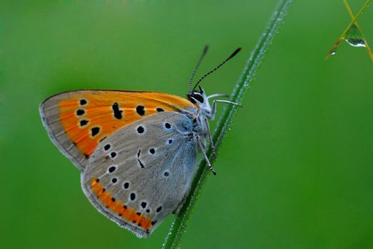 The butterfly creeps to a droplet

