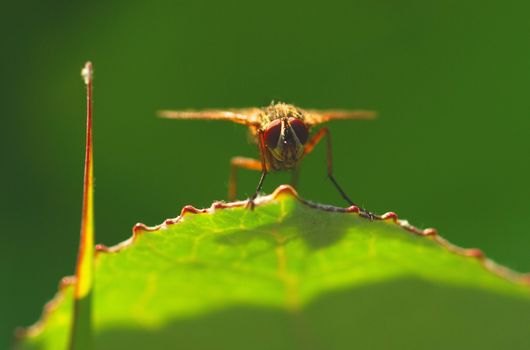 The fly sits on a leaf and to prepare for flight. Summer morning.