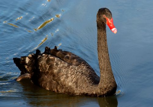 black swan swiming in lake