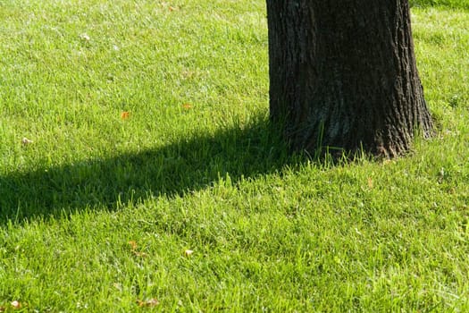 Shadow of a tree on an equal green lawn