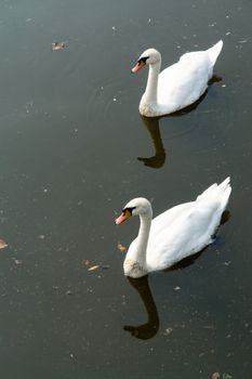 Two white swans on the dark river.