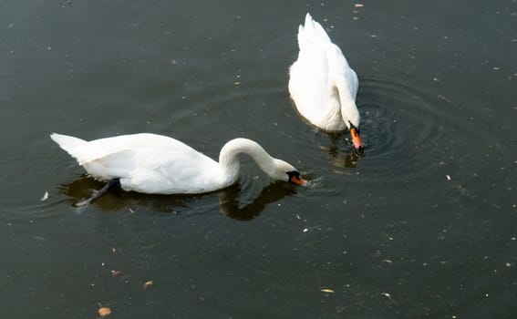 Two white swans