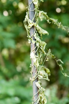 bindweed. The green plant twists an iron rod on a spiral