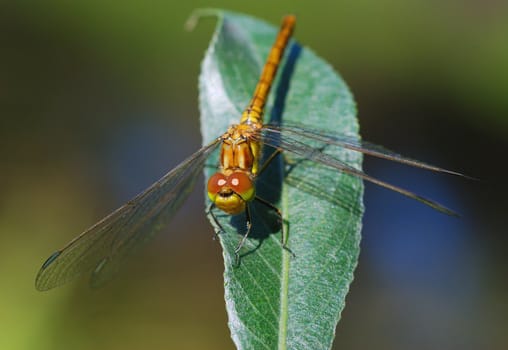 The dragonfly kindly poses. Wishes to be in attention. This dragonfly likes to communicate.
