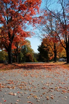 leaves falling on a road during the fall of the year
