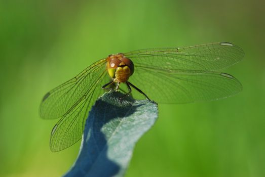 This dragonfly loves dialogue, she is afraid of nobody! At her good reaction and at any moment she will depart!