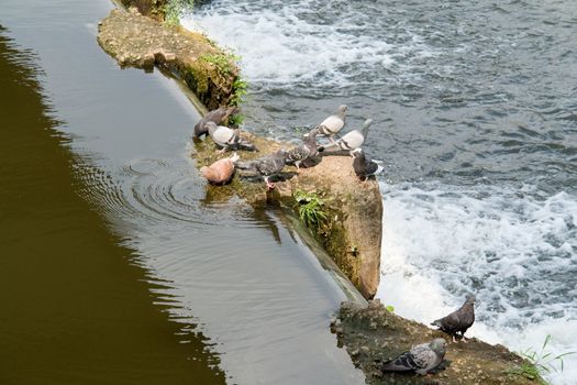 cascade. Pigeons. Overflow dam on small river.